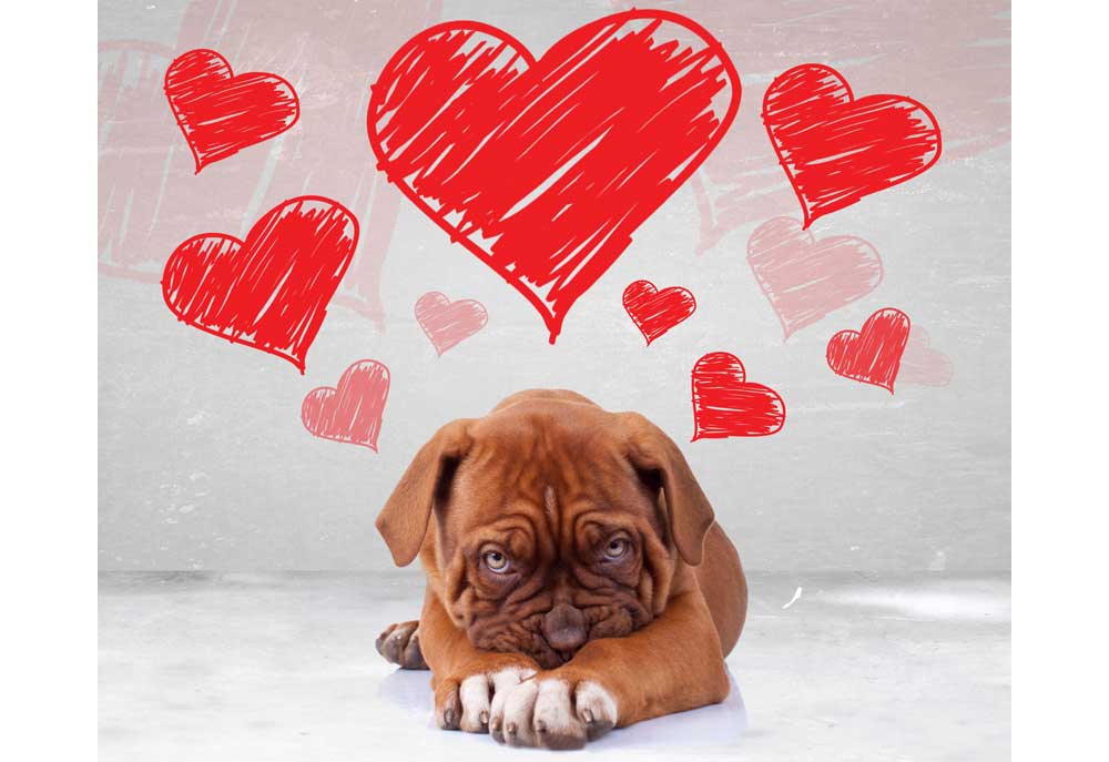 Picture of de Bordeaux Puppy Dog with Valentine Hearts | Dog Studio Photography