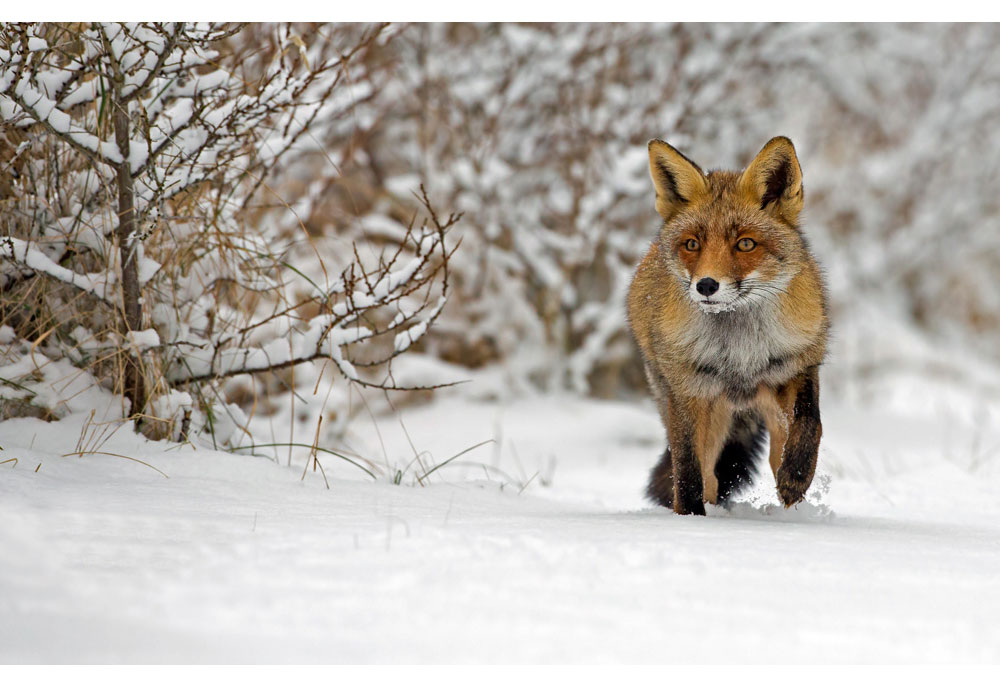Picture of Red Fox in Snowy Woods | Fox Photography