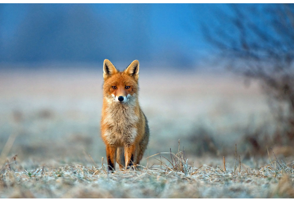 Picture of Red Fox Standing in Icy Field | Fox Photography