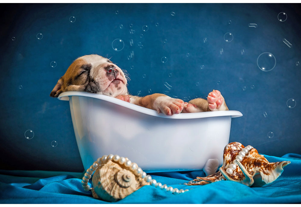 Picture of a Tiny Puppy Dog in a Tiny Tub | Dog Photography