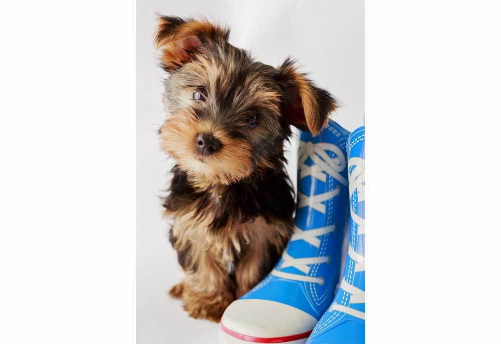 Cute Yorkshire Terrier with Blue Shoes