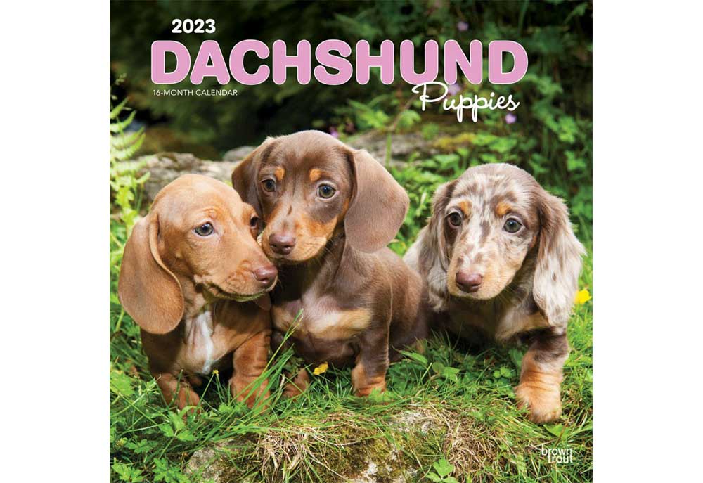 Dachshund Puppies Wall Calendar | Dog Desk and Wall Calendars
