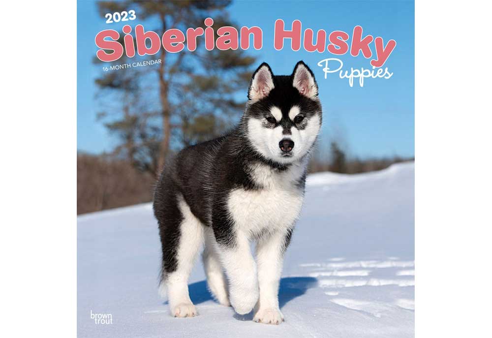 Siberian Husky Puppies Dog Calendar | 2023 Dog and Puppy Calendars