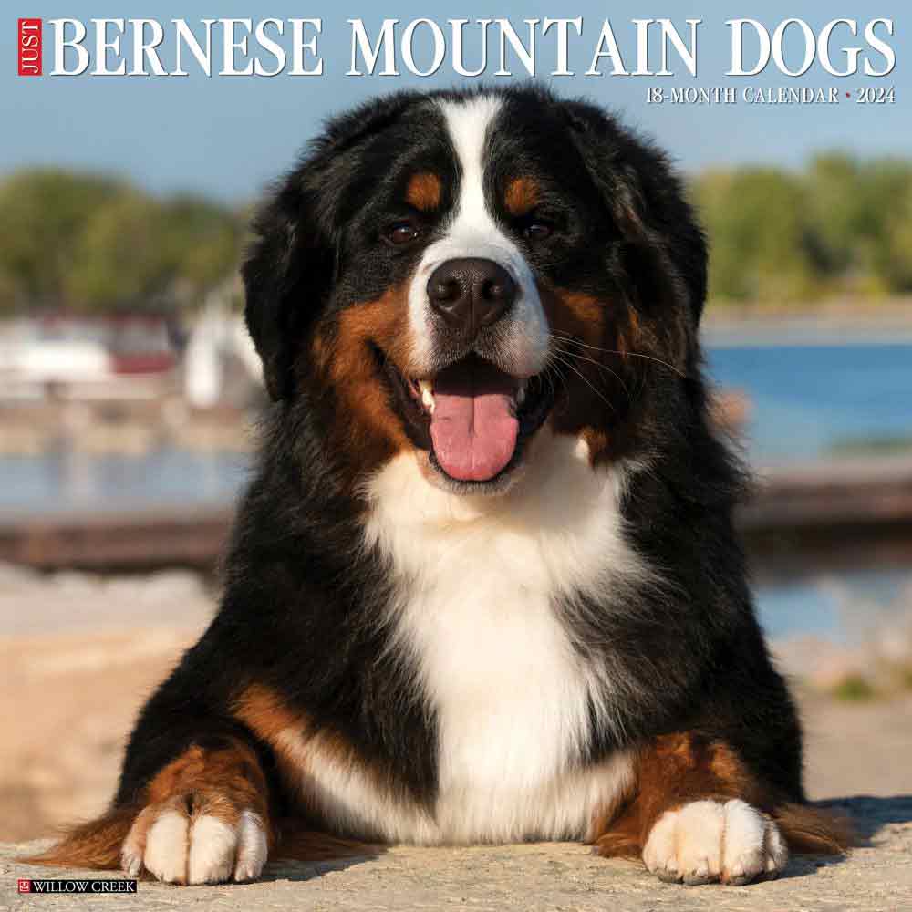 Bernese Mountain Dogs Wall Calendar | 2024 Dog Calendars