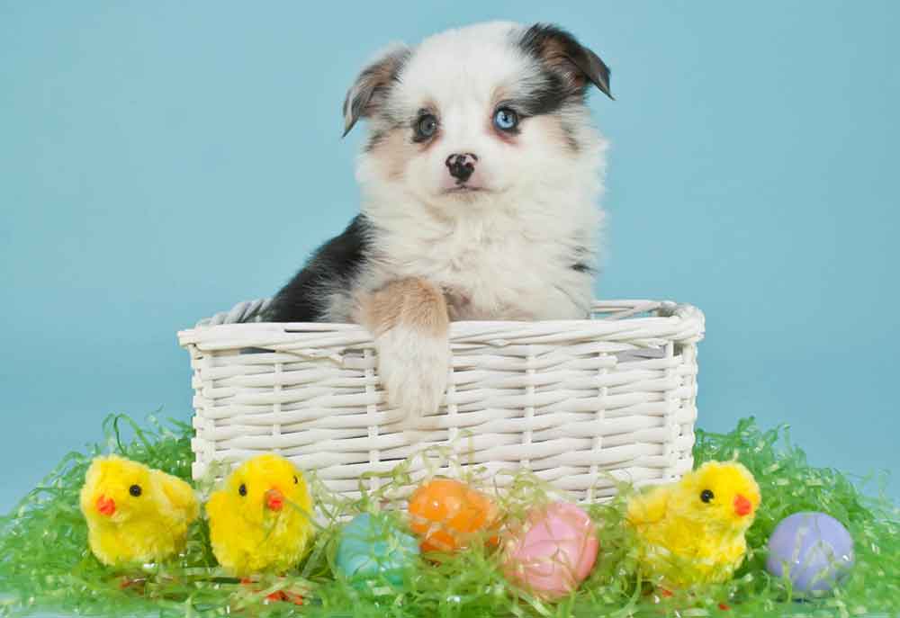 Australian Shepherd Puppy in Easter Basket Dog Photography