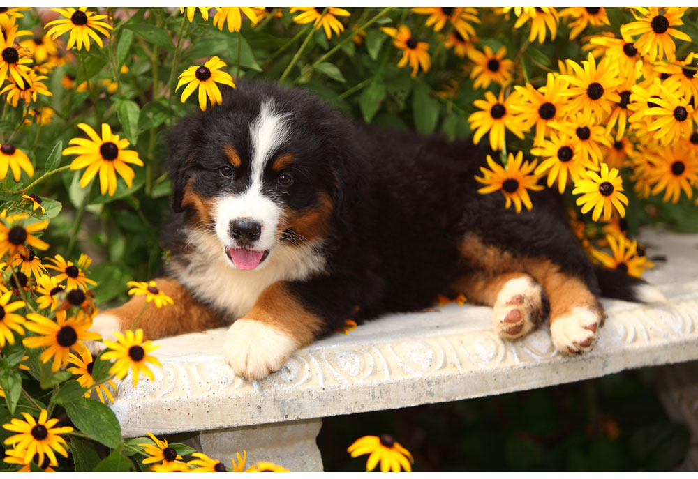 Cute Bernese Mountain Dog Puppy Picture | Dog Pictures Photography