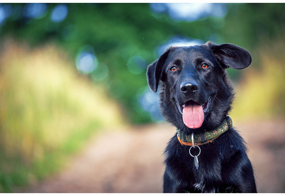 Picture of Black Dog on Country Road - Dog Photography