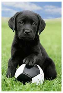 Poster of Black Lab Puppy with Soccer Ball