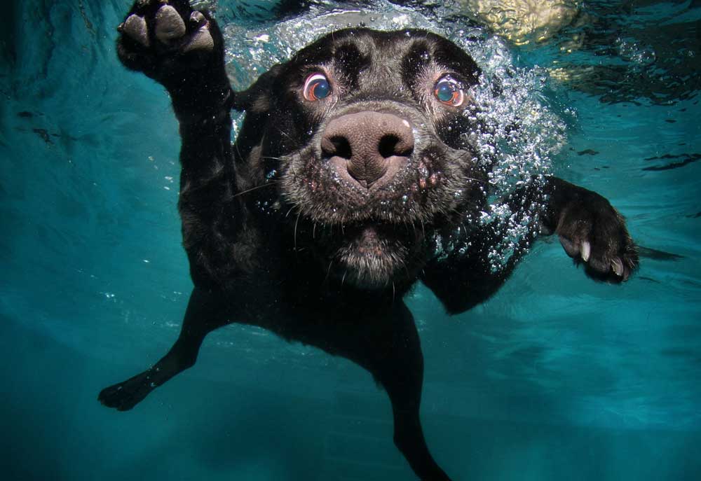 Black Labrador in Water Poster | Dog Posters Art Prints