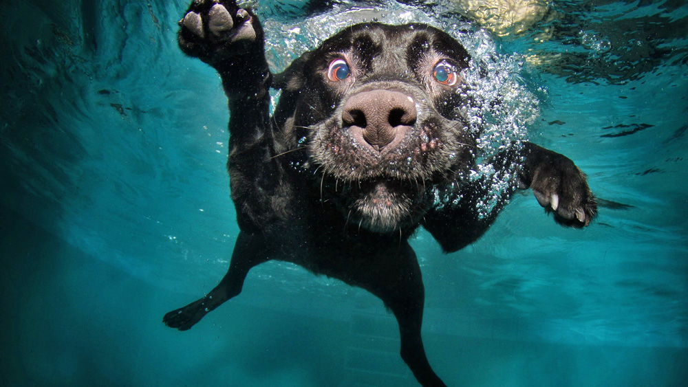 Black Labrador Retriever Underwater | Dog Clip Art Images