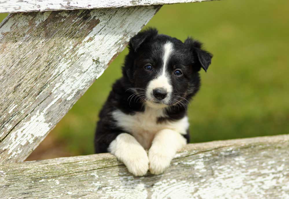 Black and white Border Collie Puppy Looks Through Rustic Fence