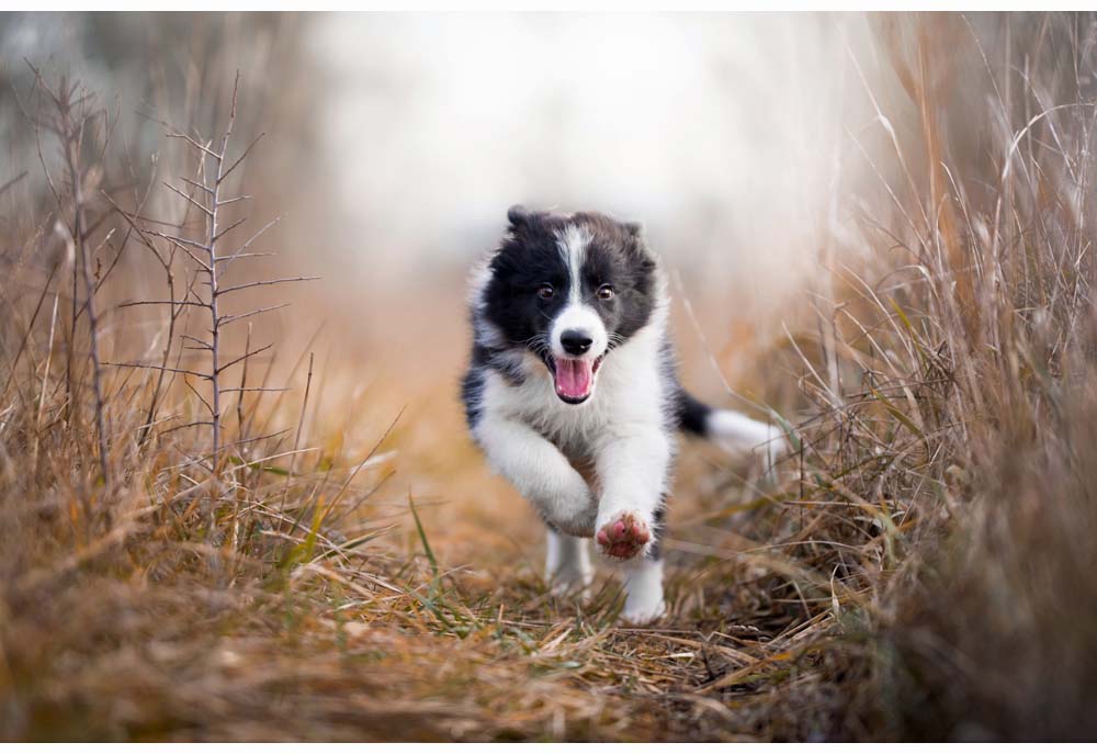 Picture of Border Collie Puppy Running Through Field