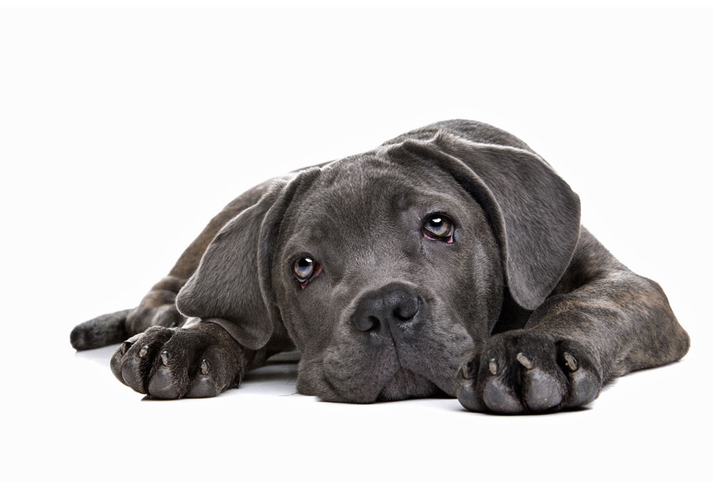 Picture of Cane Corso Puppy Dog - Dog Photography