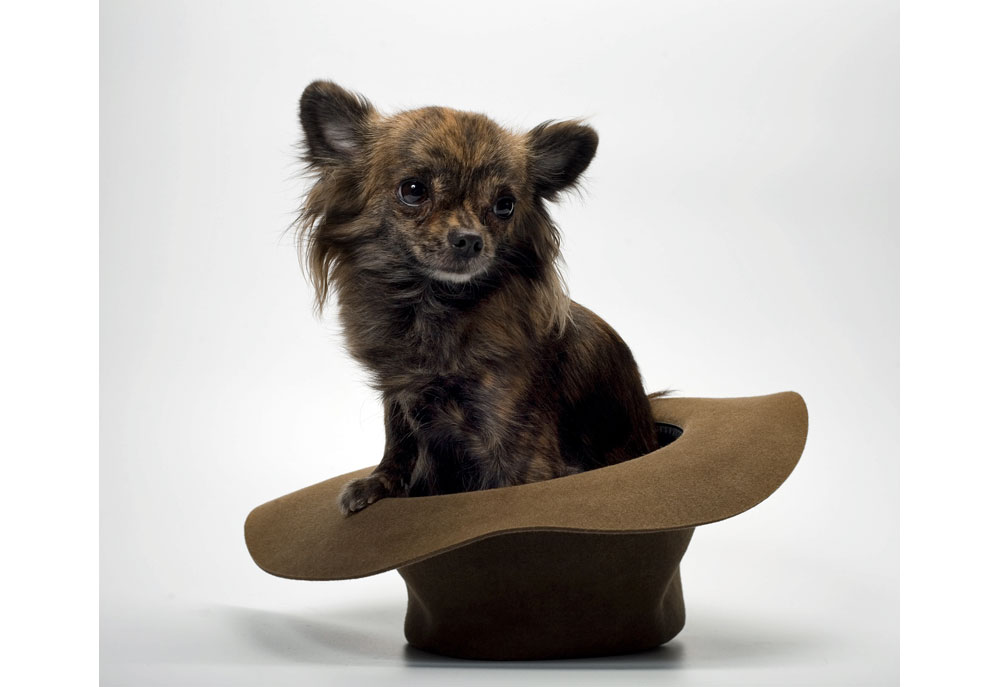 Picture of Chihuahua Dog Sitting in Hat