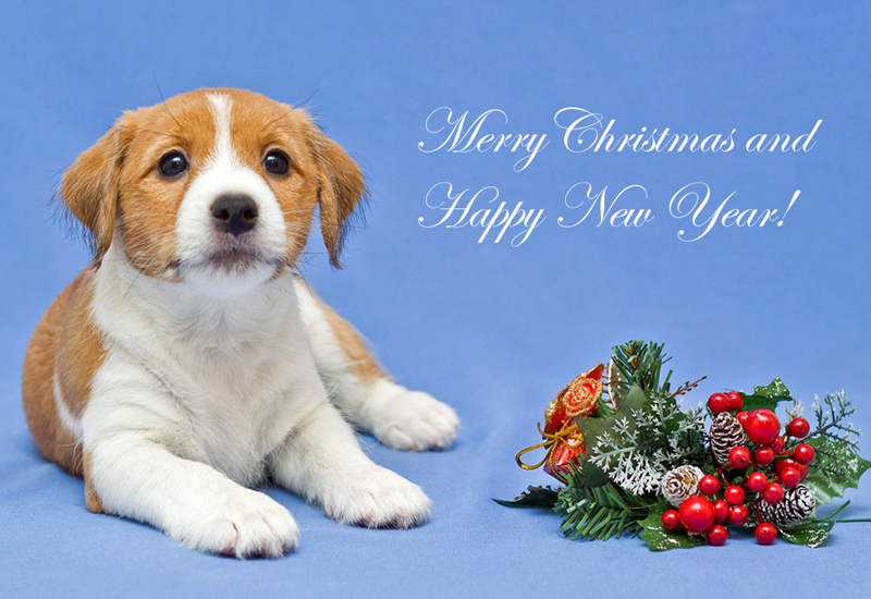 Merry Christmas Puppy with Christmas Greenery