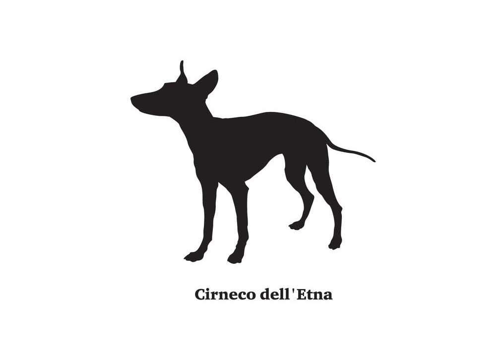 Clip Art of Cirneco dell Etna Dog Breed Black Silhouette | Dog Clip Art Pictures
