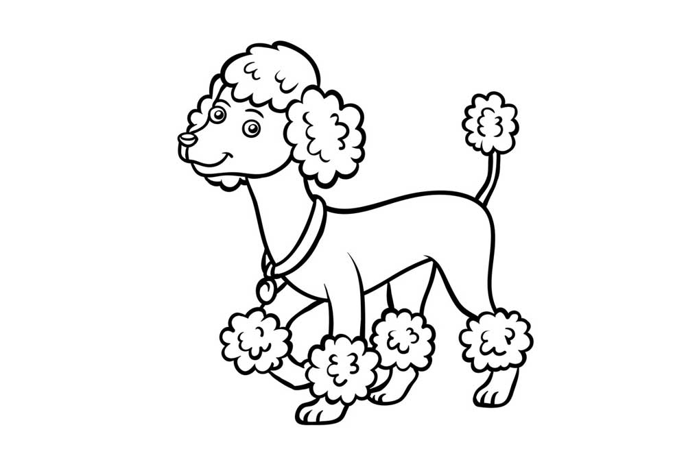 Illustration Line Drawing of Poodle Dog for Coloring | Stock Dog Pictures Images