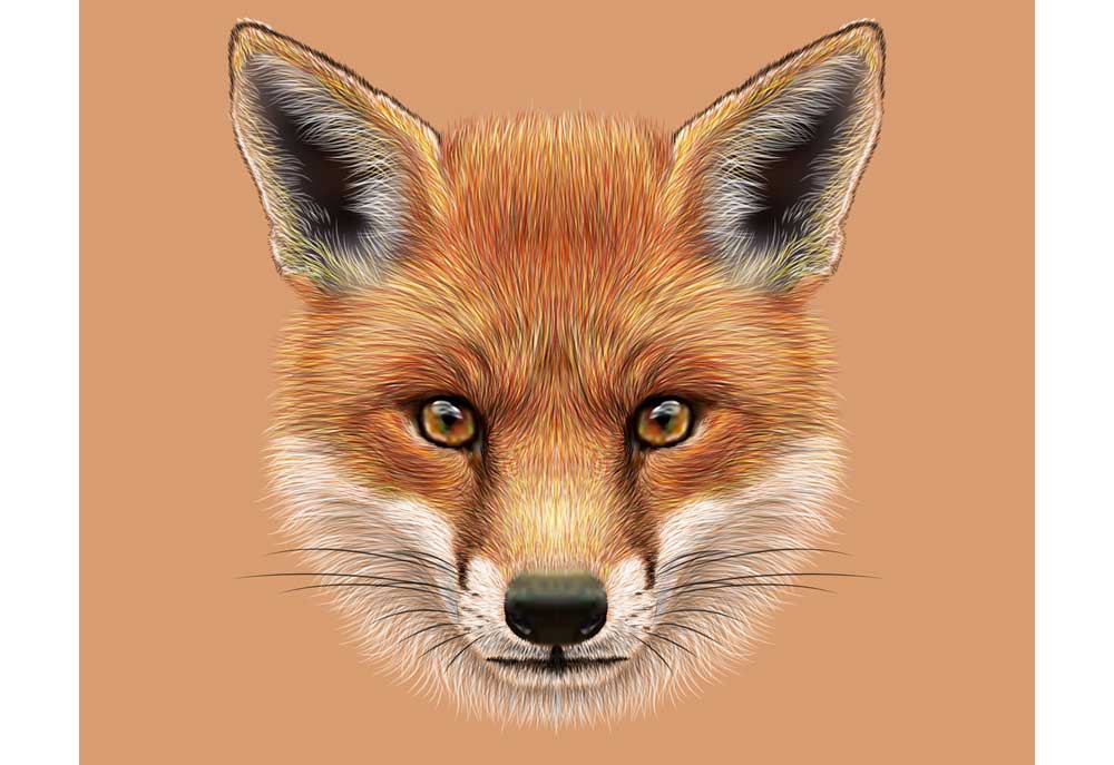 Clip Art Drawing of Red Fox Face | Dog Clip Art Images