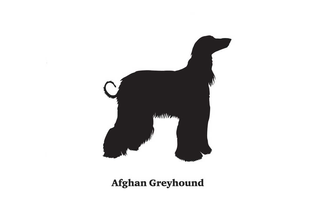 Clip Art Picture of Afghan Hound Dog Standing with Head Up | Clip Art of Dogs