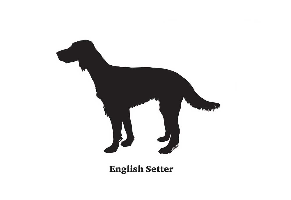 English Setter Dog Black Silhouette on White | Dog Clip Art Pictures