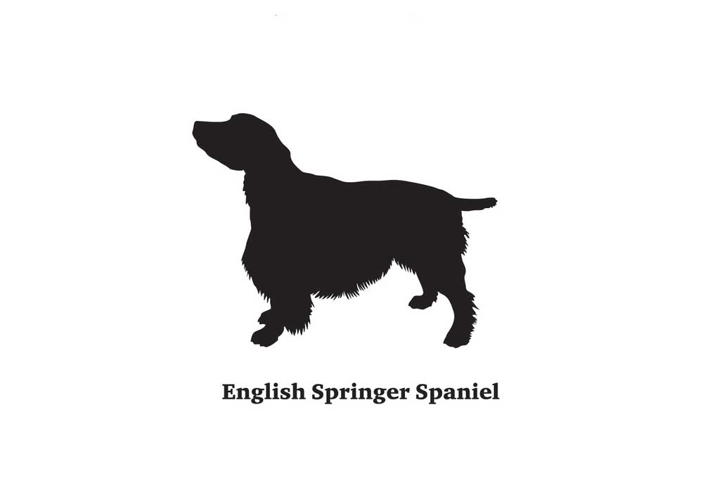 English Springer Spaniel Clip Art Image | Dog Clip Art Pictures