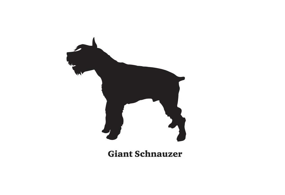 A Giant Schnauzer Dog Standing in Silhouette | Dog Clip Art Pictures Images