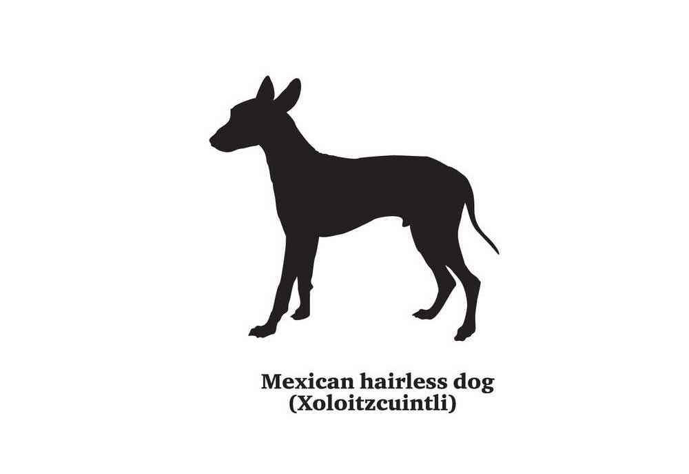 Clip Art of a Mexican Hairless Dog Silhouette | Dog Clip Art Pictures
