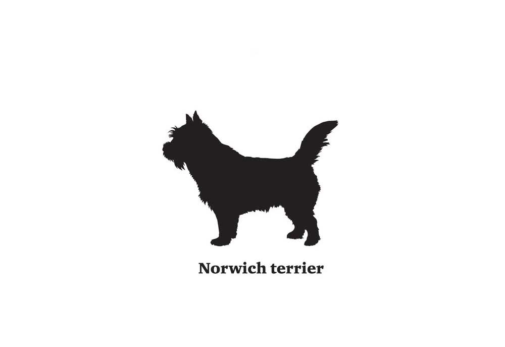 Norwich Terrier Dog Breed Silhouette | Clip Art of Dogs