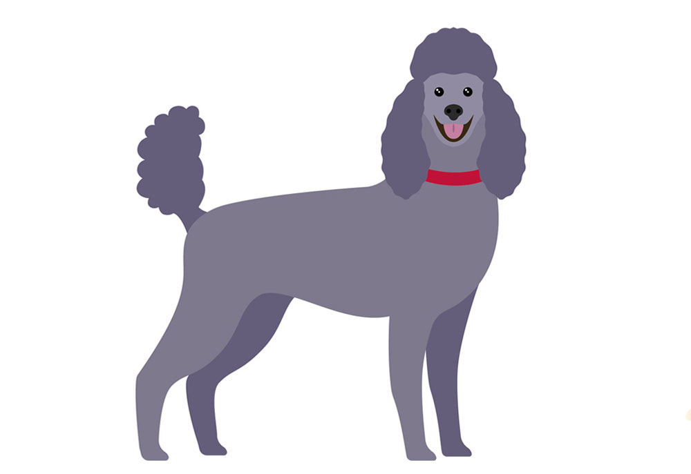 Very Nice Clip Art of a Gray Standard Poodle Dog | Dog Clip Art Pictures