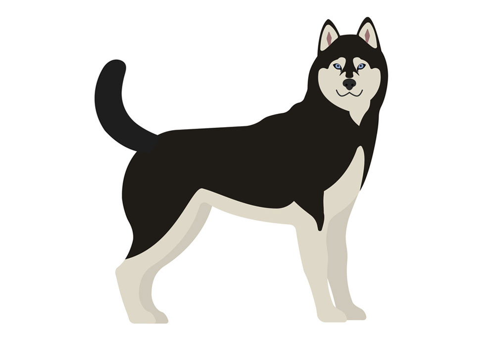 Picture Clip Art of Siberian Husky Dog Standing | Clip Art of Dogs