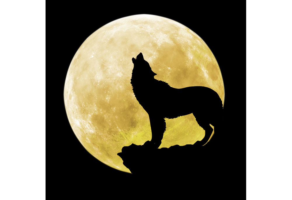 Clip art of wolf howling in front of a full moon