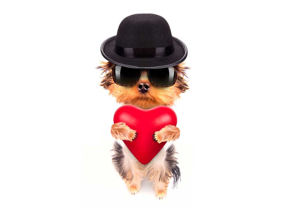 Yorkshire Terrier Dog with Heart, Black Hat and Sunglasses | Clip Art Pictures Images