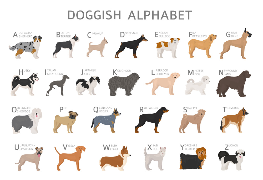 Types of shop dogs alphabetical