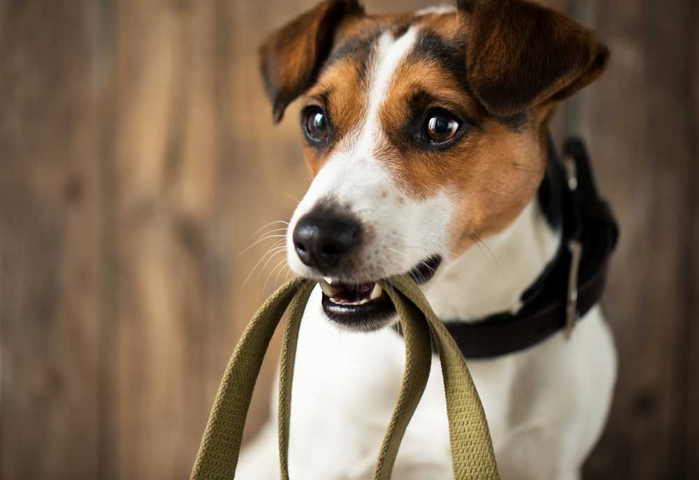 Closeup of Russell Terrier Dog with Leash | Pictures of Dogs