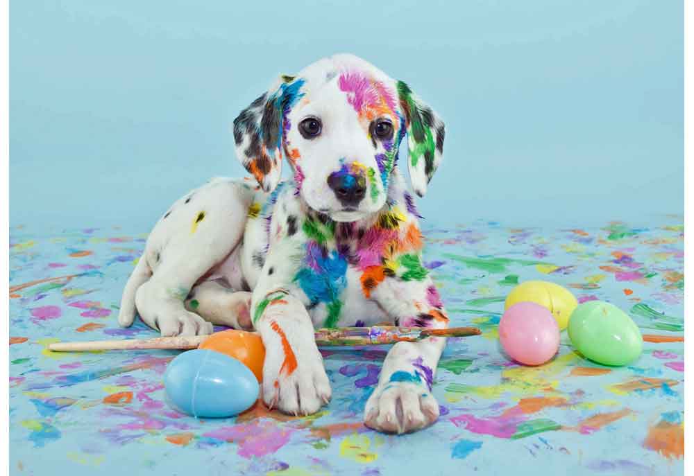 Picture of Dalmatian Easter Puppy | Dog Photography
