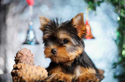 Pictures of Dogs for Christmas  Season Dog Pictures