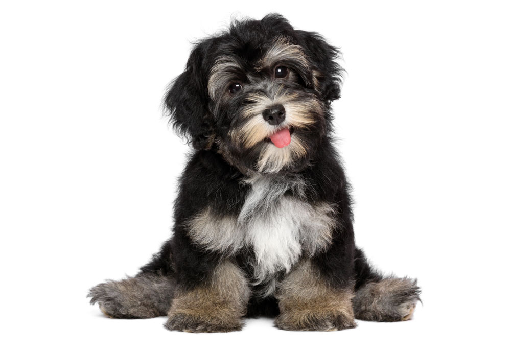 Picture of Havanese Teddy Bear Dog - Dog Photography