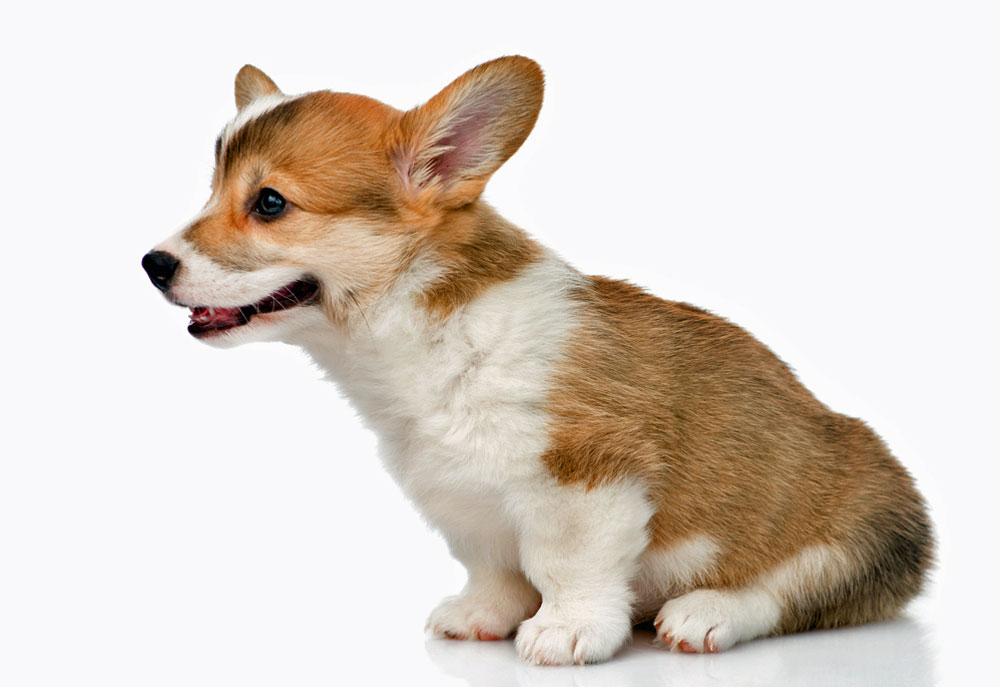 Cute Corgi Puppy Dog Isolated on White Background | Stock Dog Pictures Images