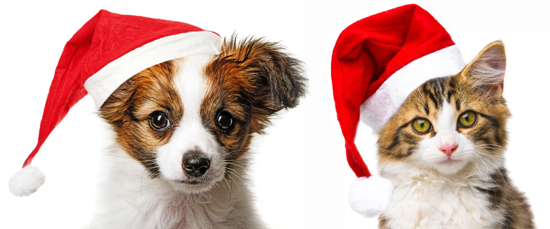 Picture of Puppy Kitten in Santa Hats | Dog Photography