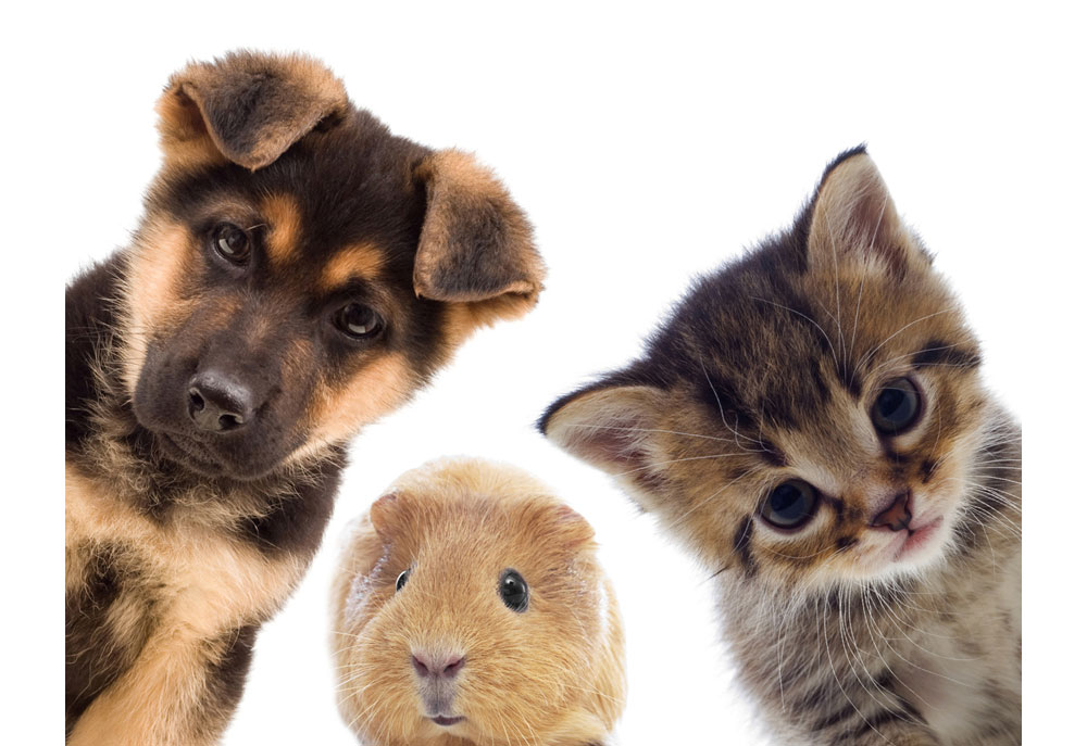 Picture of Puppy Guinea Pig and Kitten - Dog Photography