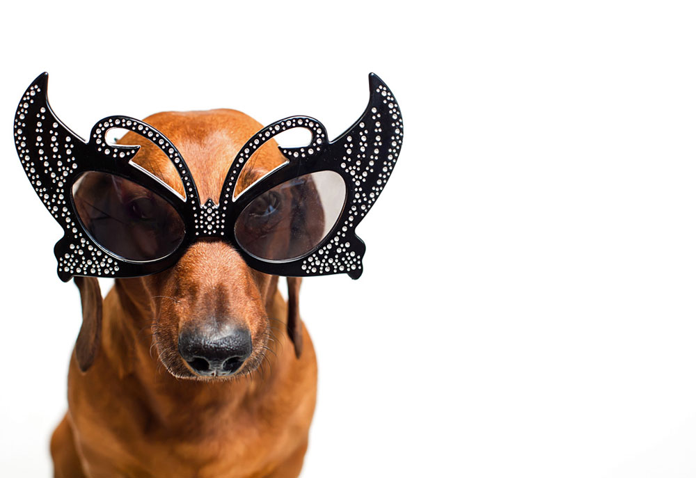 Dachshund Wearing Rhinestone Studded Glasses | Dog Pictures Photography