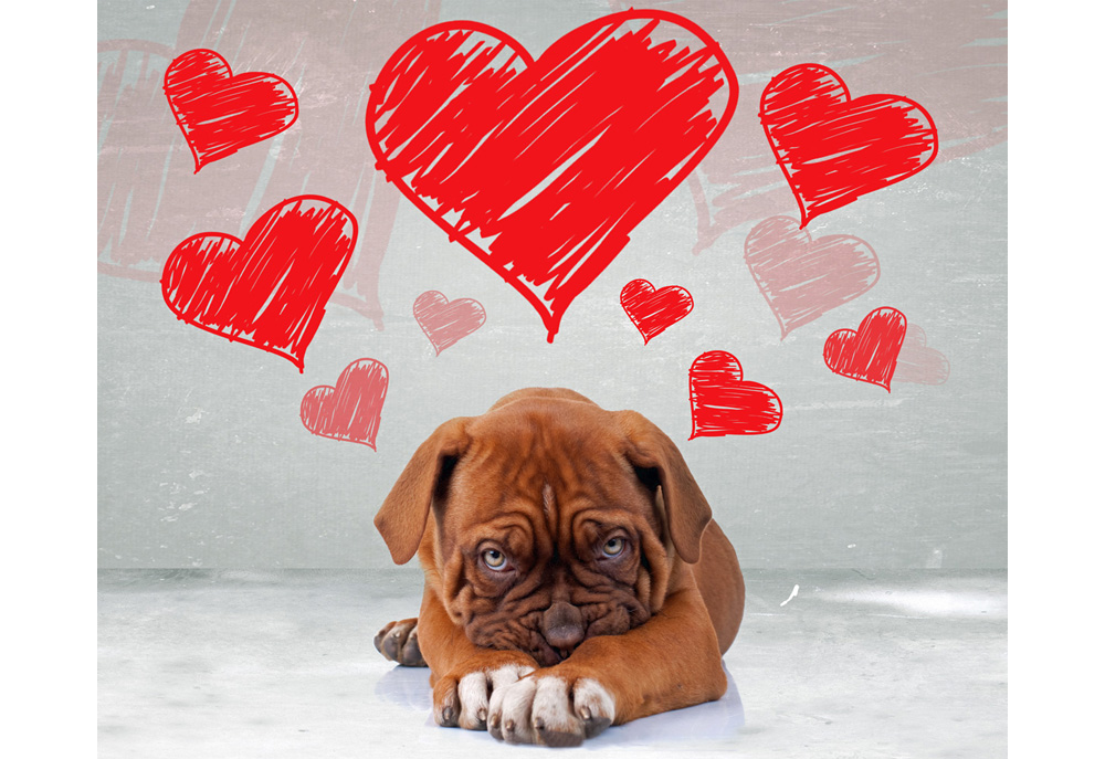 Picture of de Bordeaux Puppy Dog with Love Hearts | Dog Pictures