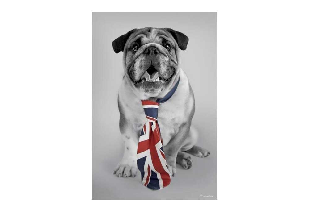 Poster of Patriotic British Bulldog | Dog Posters Art Prints