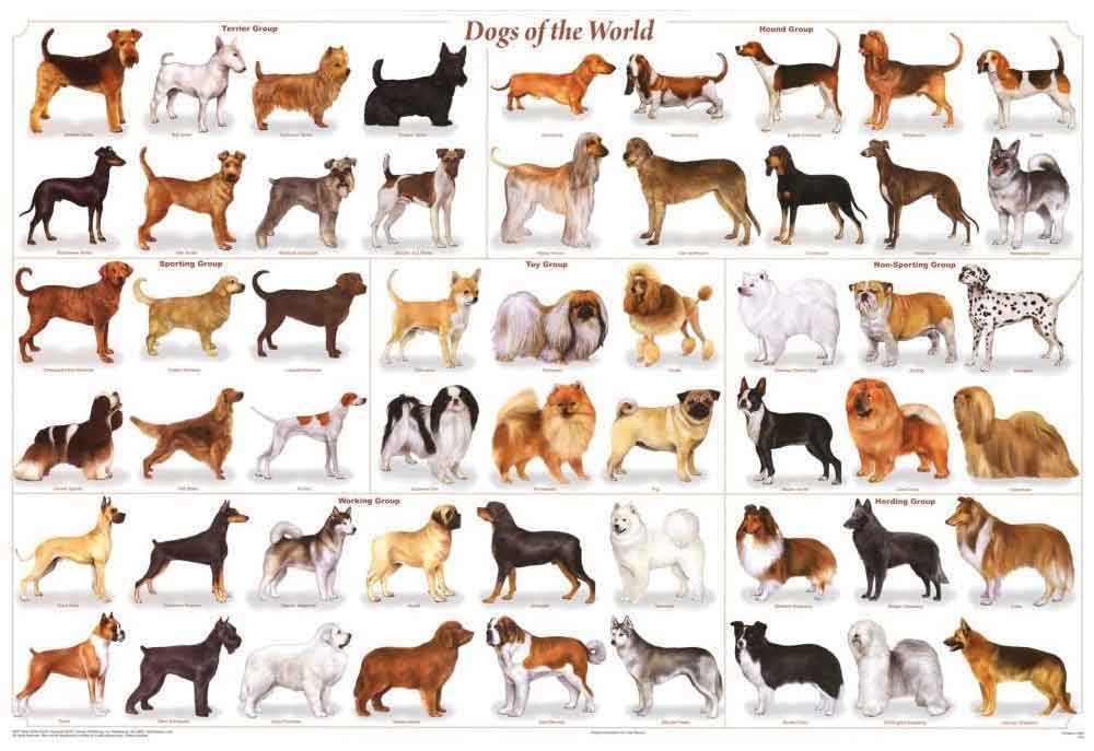 Dogs of the World Poster | Dog Posters Art Prints