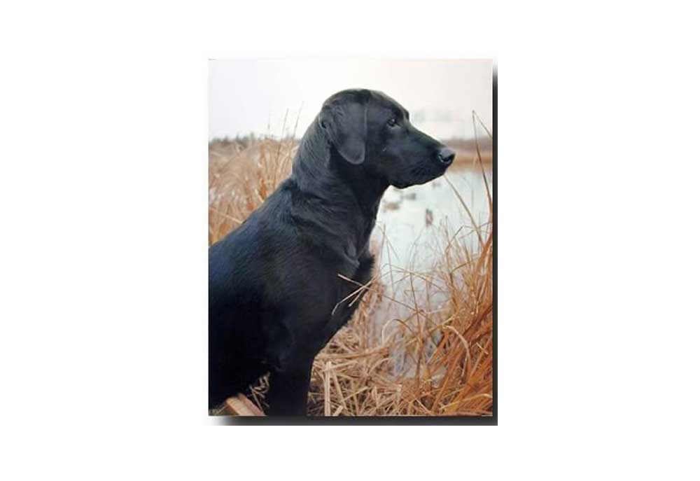 Dog Poster Hunting Black Labrador | Dog Posters Art Prints