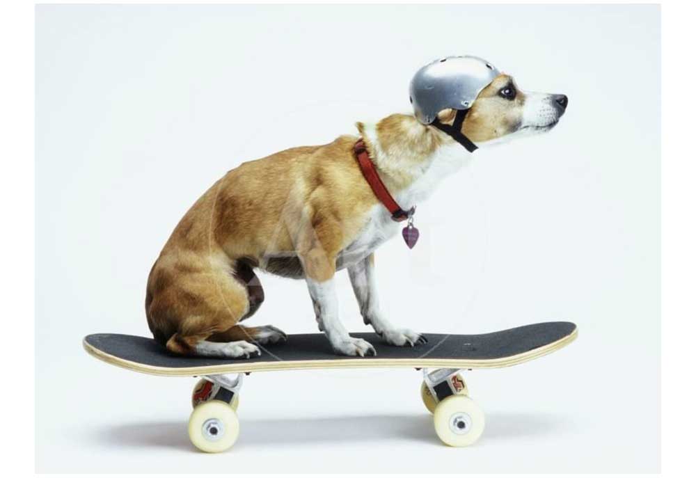 Poster of Dog Wearing Helmet Riding Skateboard | Dog Posters and Prints