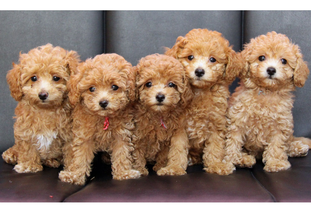 Picture of Five Cute Labradoodle Puppies Dog Photography
