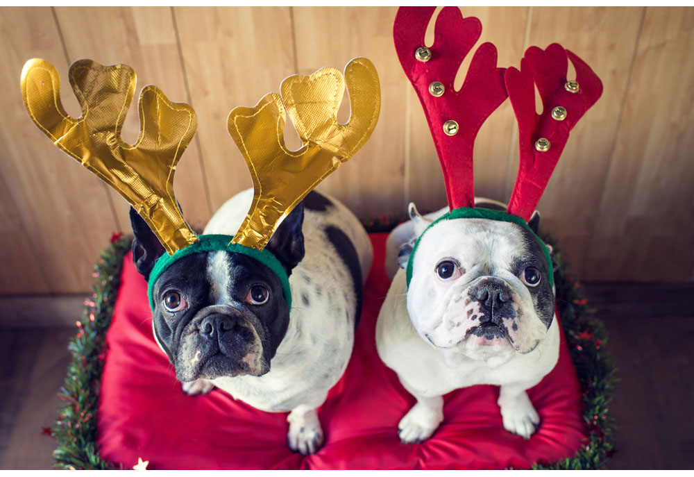 Two French Bulldogs Wearing Reindeer Antlers for Christmas | Dog Photography