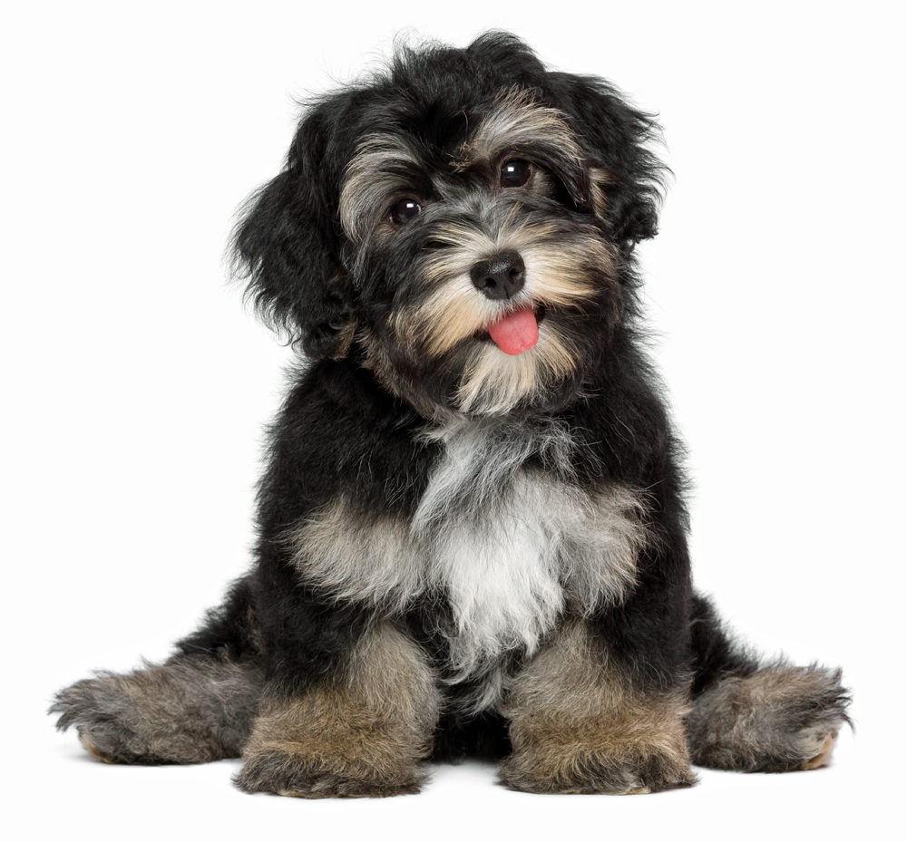 black dog teddy bear