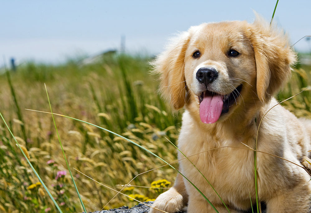 Picture of Golden Dog in Field | Dog Photography